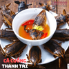 Cà cuống Thanh Trì (con)